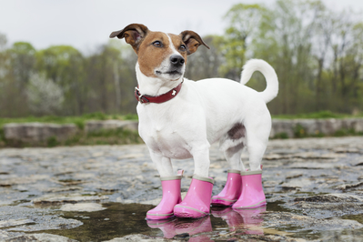 Mark the Brown and White Dog Wearing Pink Shoes